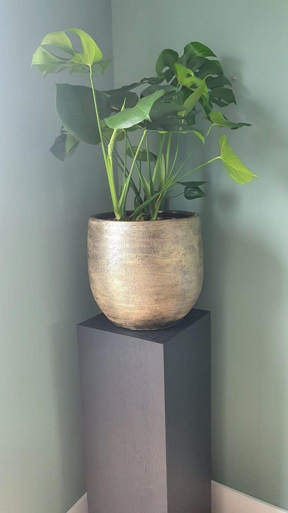 Plantesøyler